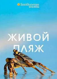 Постер сериала Живой пляж