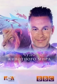 Постер сериала Чудо животного мира, 1 сезон