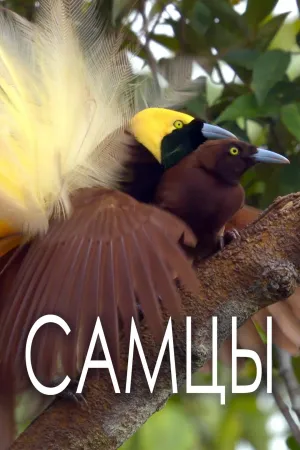 Постер сериала Самцы