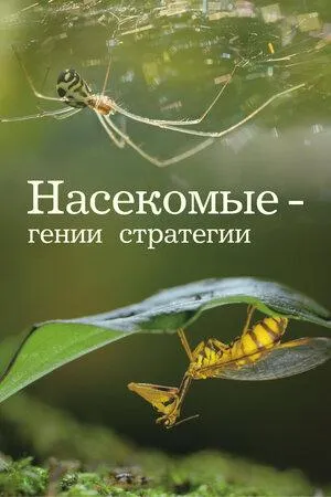 Постер сериала Насекомые — гении стратегии