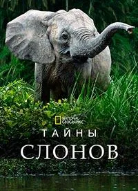 Постер сериала Тайны слонов