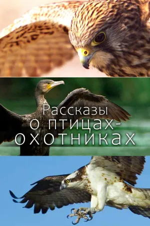 Постер сериала Рассказы о птицах-охотниках