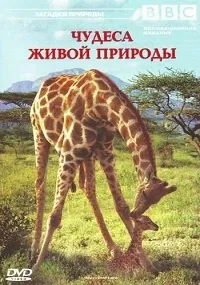 Постер сериала BBC: Чудеса живой природы