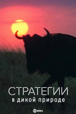Постер сериала Стратегии в дикой природе