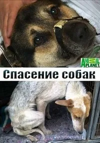 Постер сериала Спасение собак