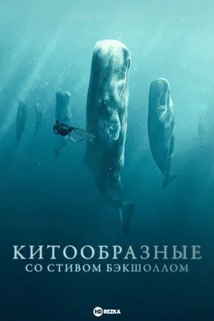 Постер сериала Китообразные со Стивом Бэкшоллом
