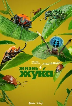 Постер сериала Настоящая жизнь жука