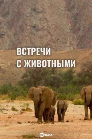 Постер сериала Встречи с животными