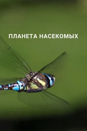 Постер сериала Планета насекомых