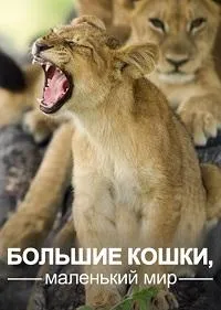 Постер сериала Большие кошки, маленький мир
