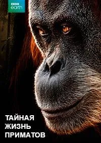 Постер сериала Тайная жизнь приматов