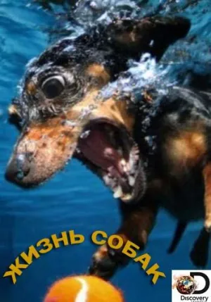 Постер сериала Жизнь собак