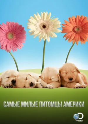 Постер сериала Самые милые питомцы Америки